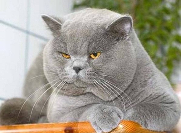 Коты из сети