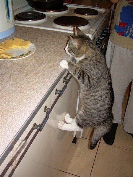 Коты и Кошки