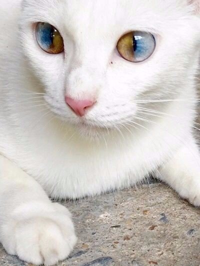 Коты и Кошки