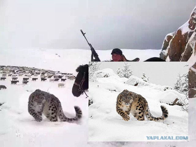 Картинки. Интересные, старые и не очень