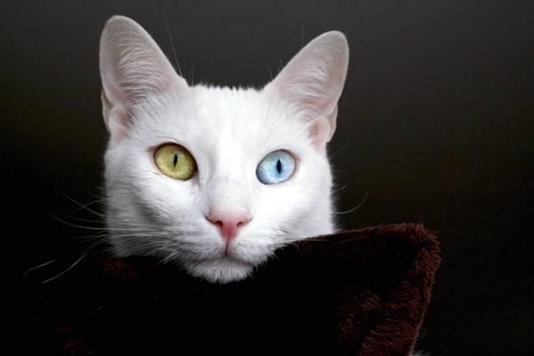 Коты и Кошки