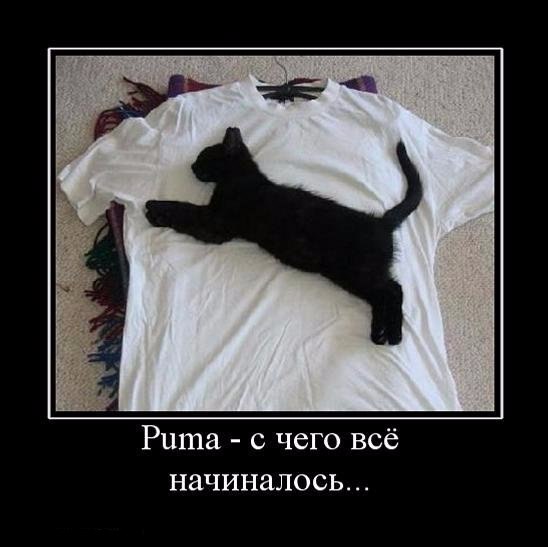 Коты и Кошки