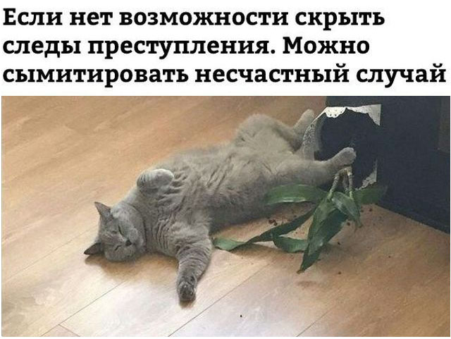Коты и Кошки