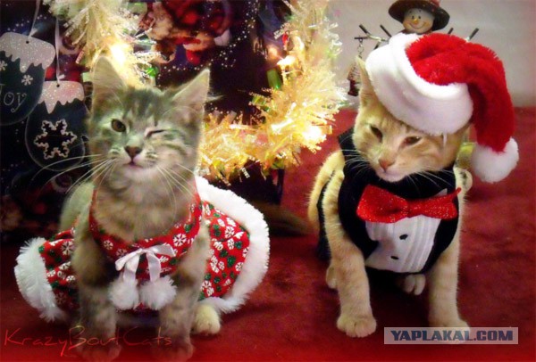 Котовторник!