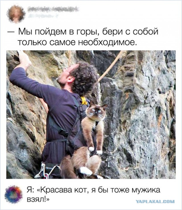 Комментарии от пользователей, у которых, кажется, жало вместо языка
