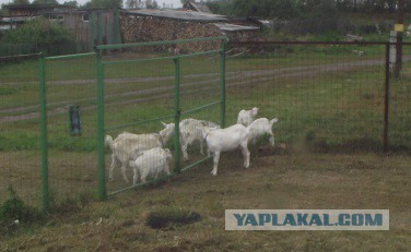 Заборы для дачи - обзор различных вариантов