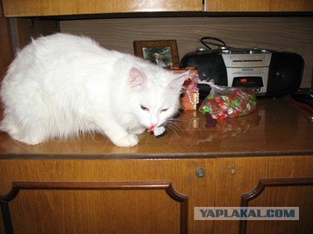 Сонный Котовторник