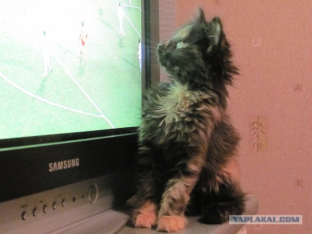 Котовторник 06.12.2011