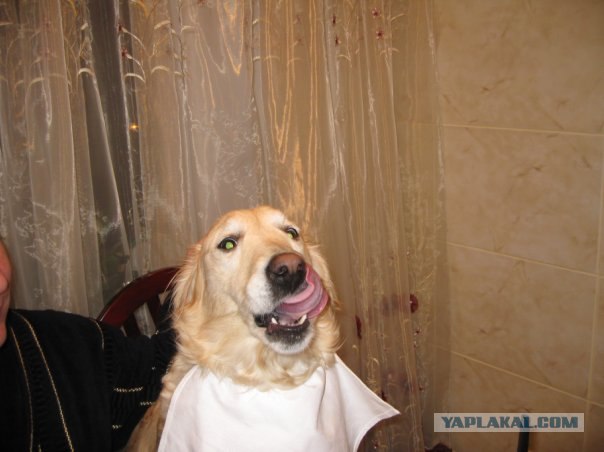 Собакочетверг