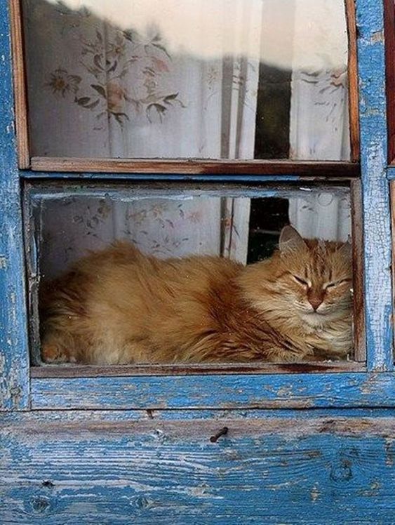 Прикольных котов пост