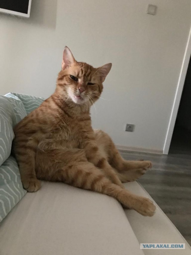 Мы маленькие котики, нам хочется гулять!