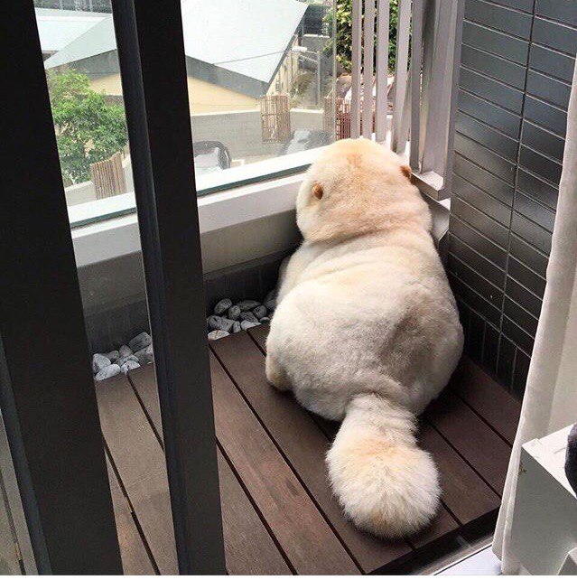 Котовторник! начнем? 04.06.19