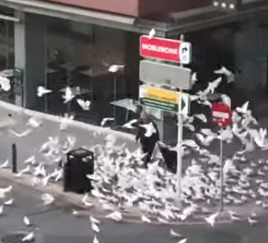 Оголодавшие голуби в Испании атакуют людей
