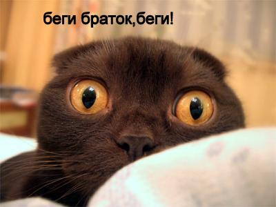 Невозмутимый
