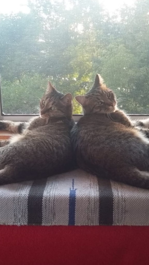 Котовторник. Поговорим о кличках, друзья