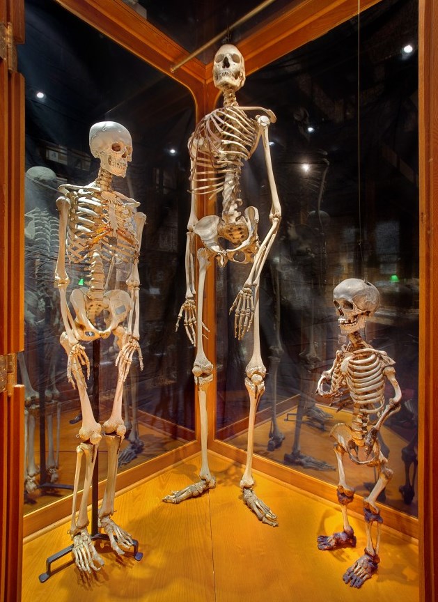 20 самых странных музеев мира. 18+