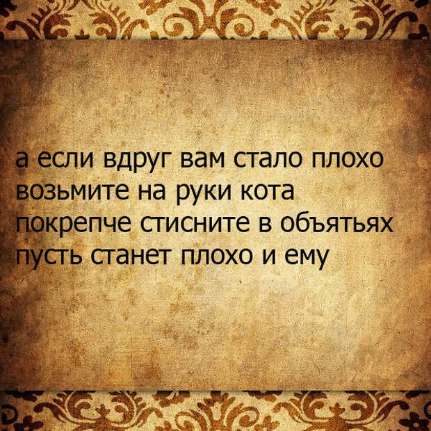 Котовторник. Картинки и буквы 08.02.22