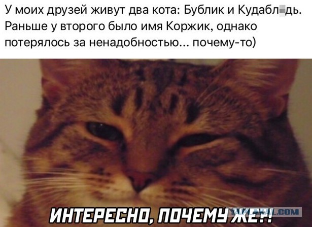 Как называют кошек в России: наглядное пособие, сделанное американкой. И дополнение к нему