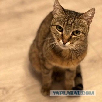Мариупольские котики экстренно ищут дом