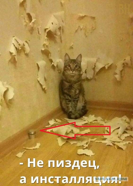 Почему я не завожу кошку?