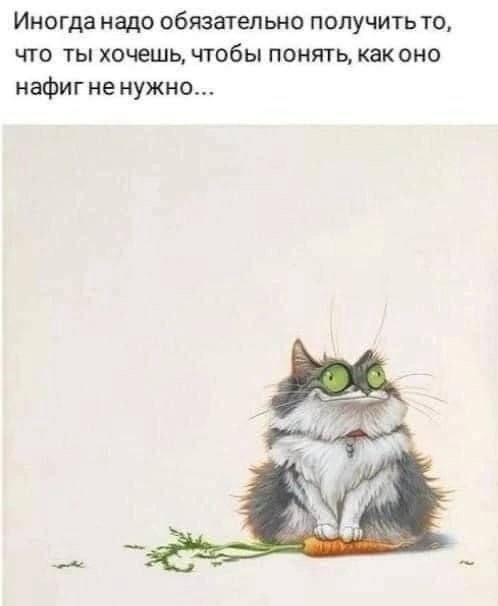 Котовторник в картинках