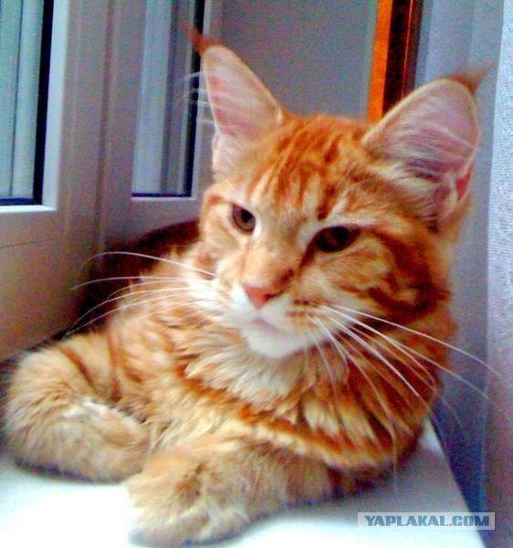 Немного о  Мейн Куне.