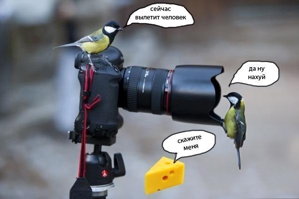 Веселое настроение в картинках (11.08.2025)