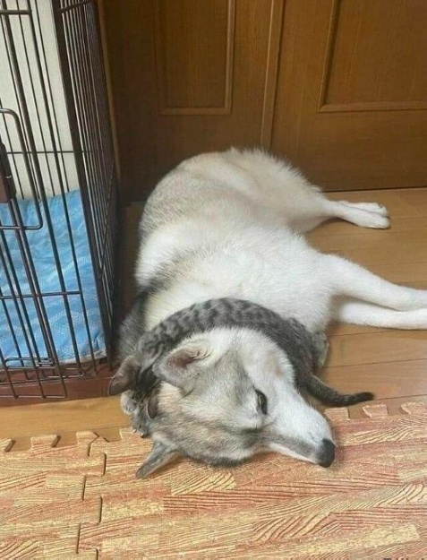 Так всякие картинки