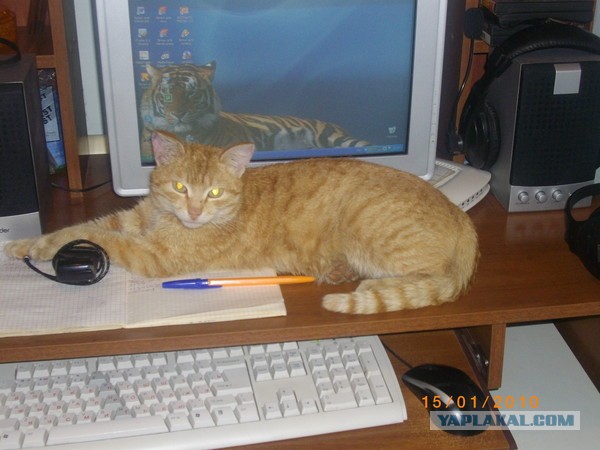 Котовторник 9.07.2013