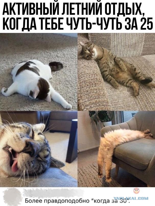 К котовторнику: подборка картинок-баянов с котиками и про котиков. Выпуск 27.