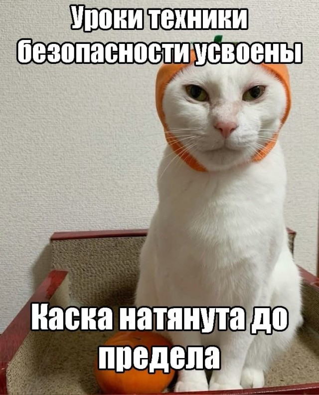 К котовторнику: подборка картинок-баянов с котиками и про котиков. Выпуск 32.