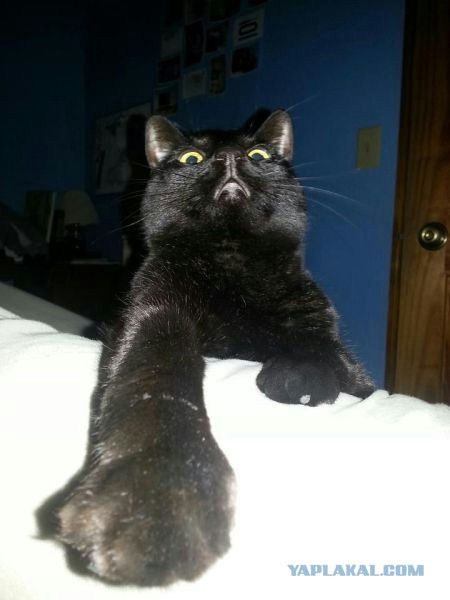 Коты ученых