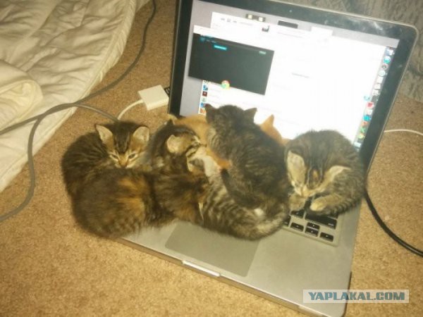 Котовторник 27.5.2014