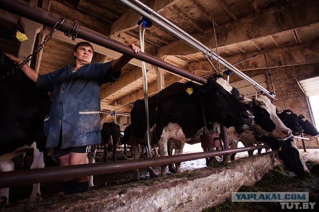 Коровам обрезали рога и в головах завелись черви..