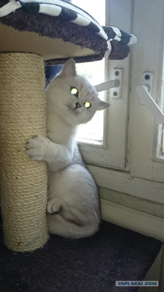 Котовторник 23.09.2014.