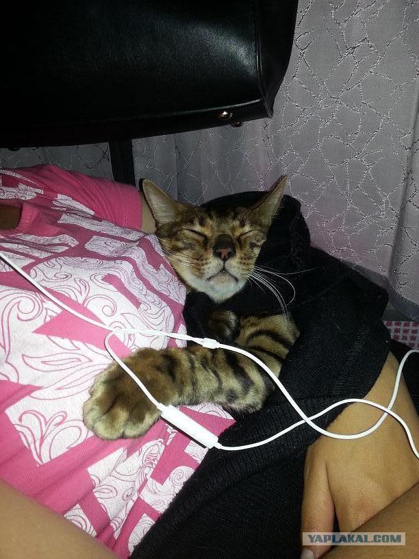 Котовторник 7.10.2014