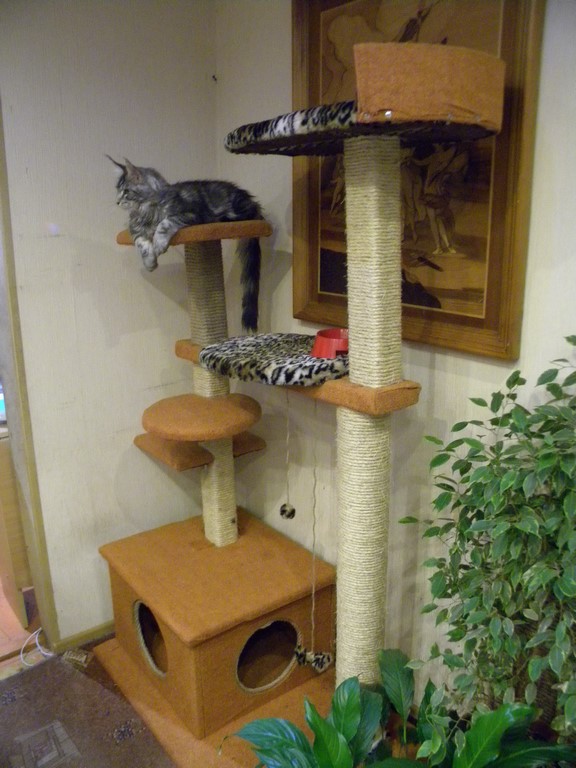 Котовторник