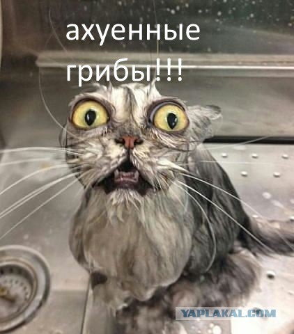 Он больше не мог молчать!