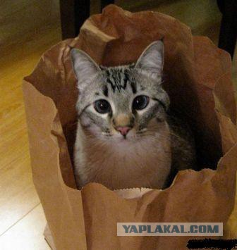 Как вырастить и ухаживать за кошкой