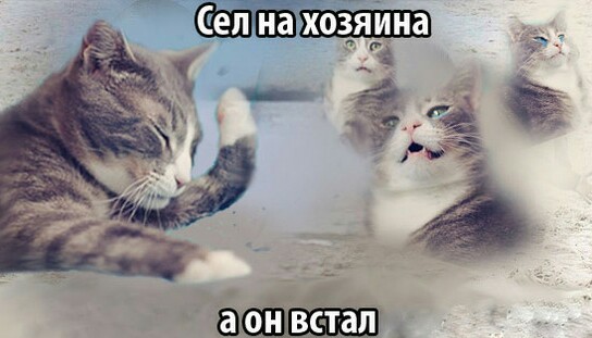 Забавные картинки из Сети