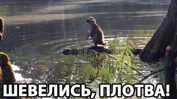 Шевелись, плотва!