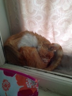 Котовторник 24.11.2015