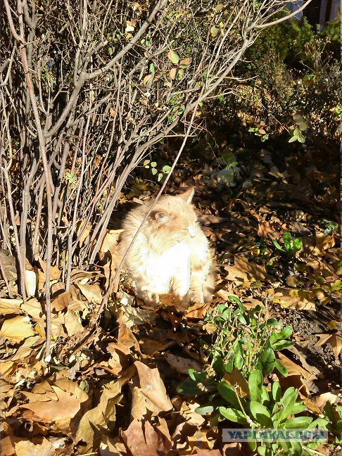 Котовторник 24.11.2015