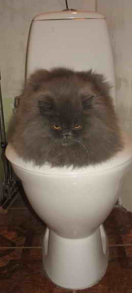 Пост невероятной кошачьей красоты. 25 фот.