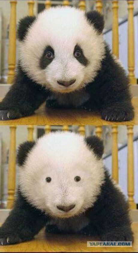 Первая встреча мамы – панды с малышом