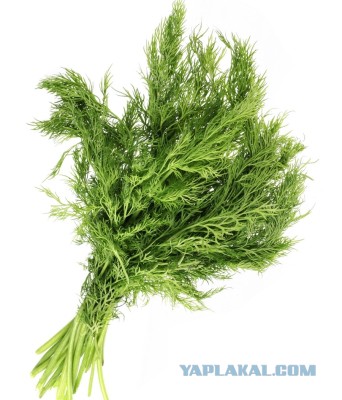 Ургант и его шутки