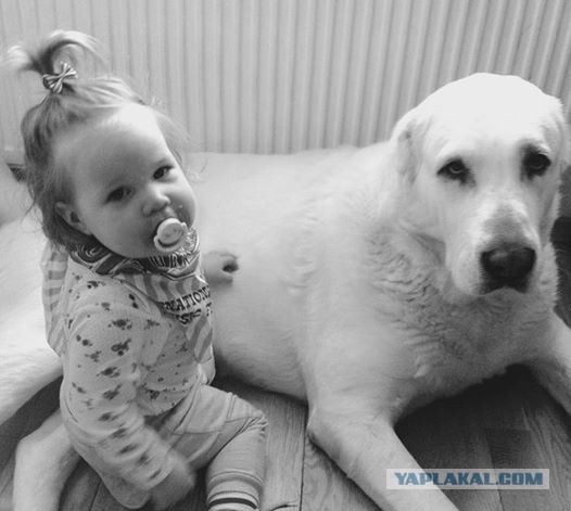 Родители оставили младенца с собакой. Вернувшись, они обнаружили это…