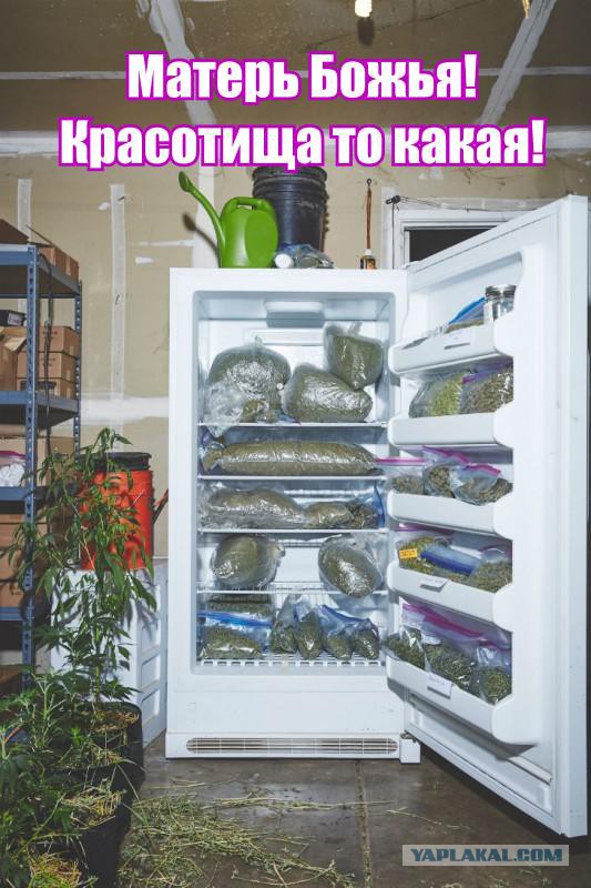 Как калифорнийские монахини выращивают марихуану