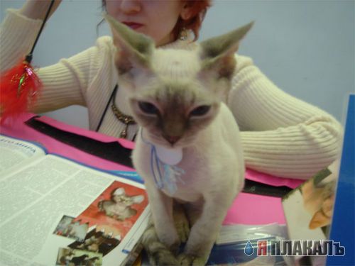 Котовторник!