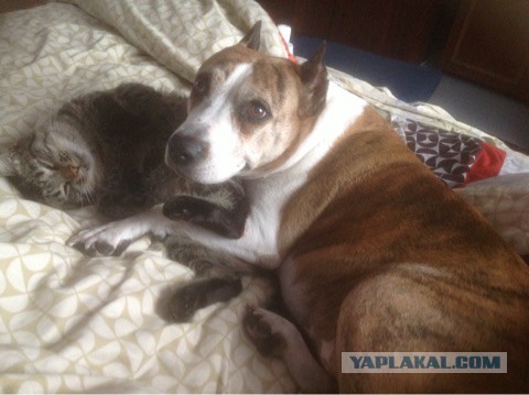 Страшно красивые терьеры